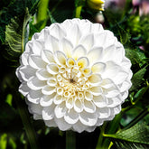 Dahlien ‘Boom Boom White’ (x3) - Dahlia Boom Boom White - Willemse