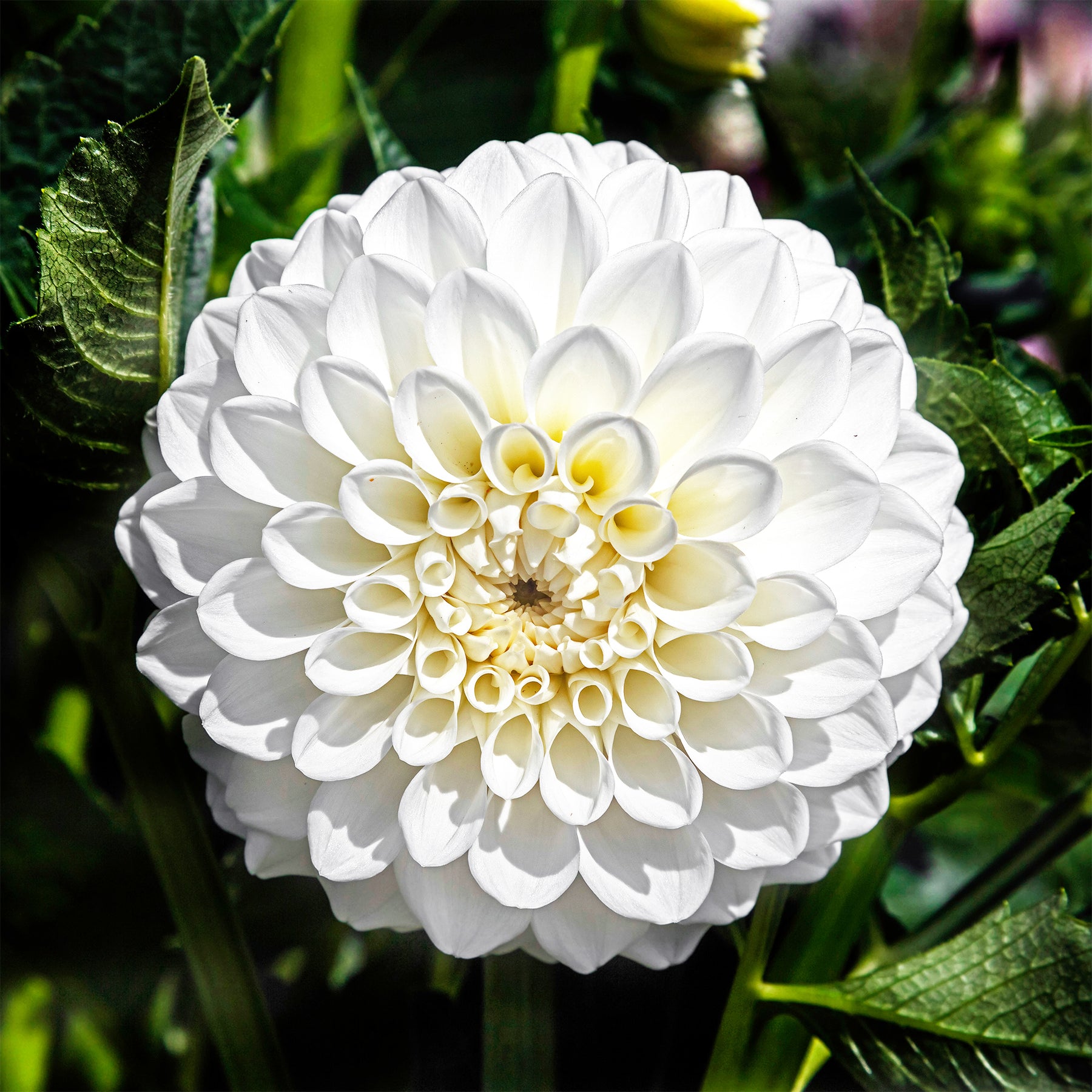 Dahlien ‘Boom Boom White’ (x3) - Dahlia Boom Boom White - Willemse