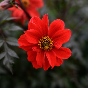 Dahlie ‘Bishop of Llandaff’ - Dahlia Bishop of Llandaff - Willemse