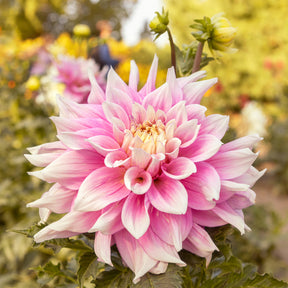 Dekorative Dahlie Break Out - Dahlia Break Out - Willemse
