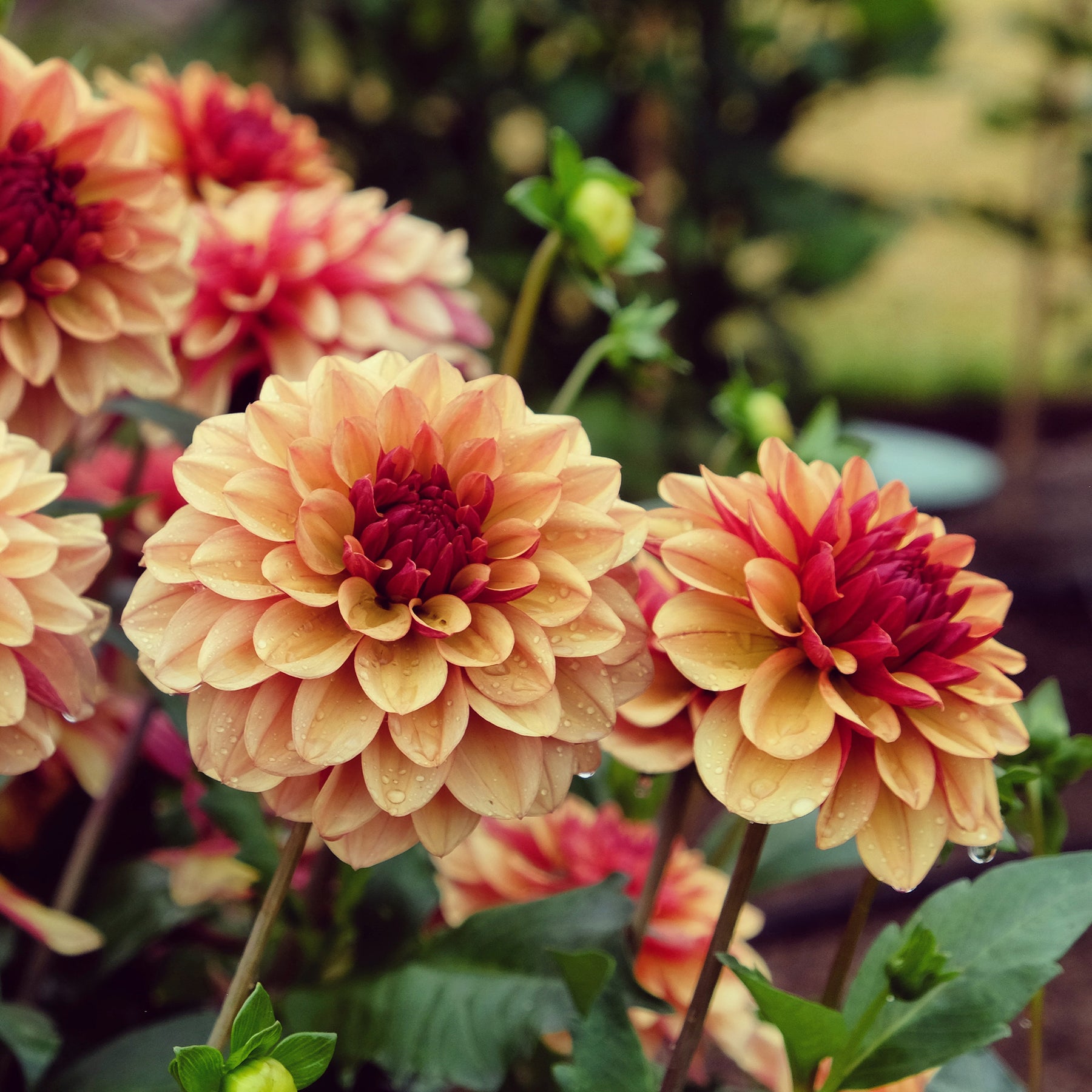 Dahlie ‘Creme de Cognac’ - Dahlia Crème de Cognac - Willemse