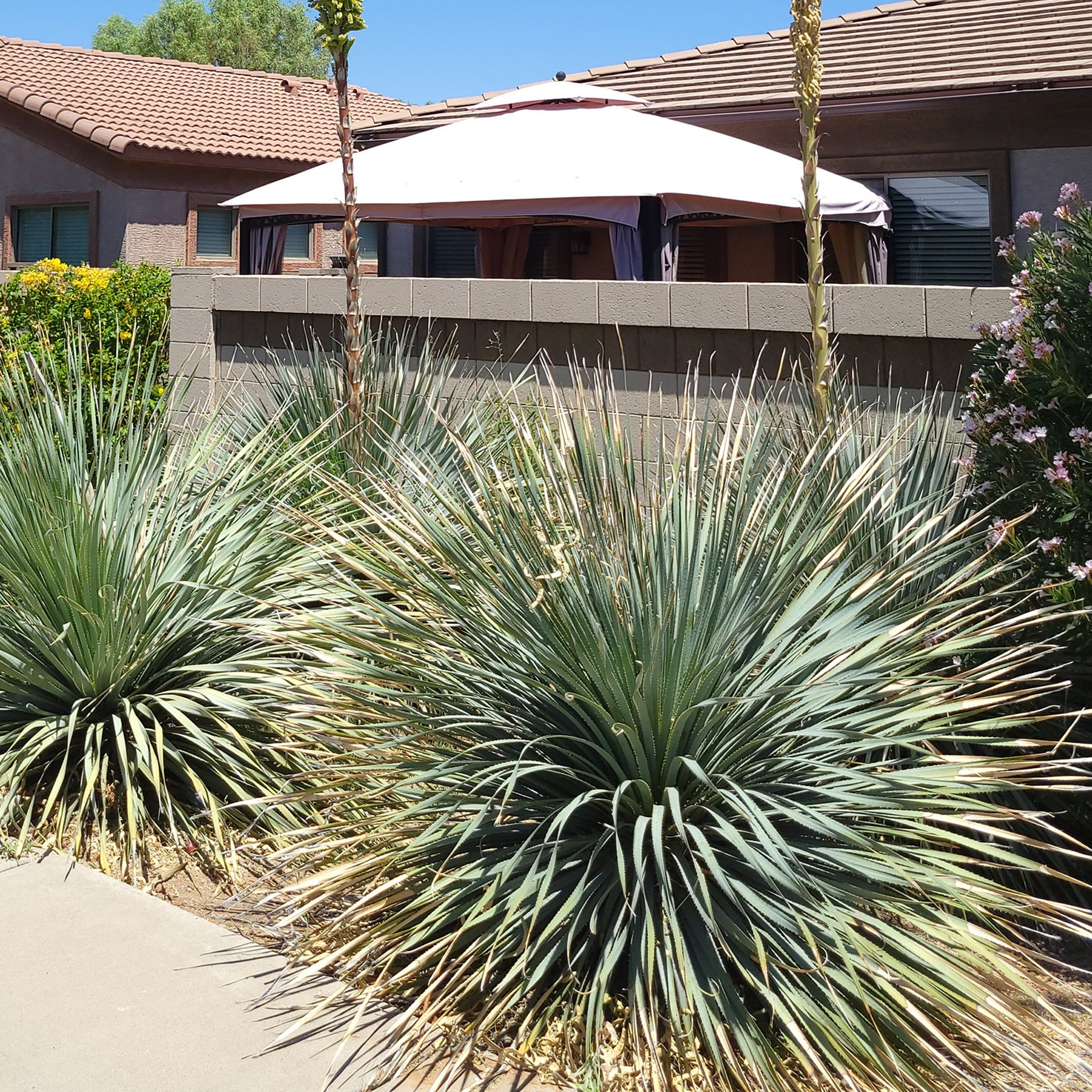 Dasylirion wheeleri - Wheeler-Dasylirion - Palmen