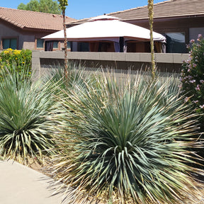 Dasylirion wheeleri - Wheeler-Dasylirion - Palmen