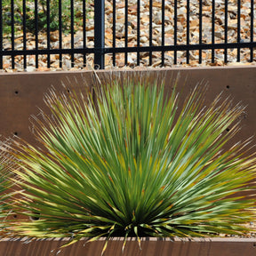 Wheeler-Dasylirion - Willemse