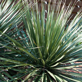 Wheeler-Dasylirion - Dasylirion wheeleri - Willemse