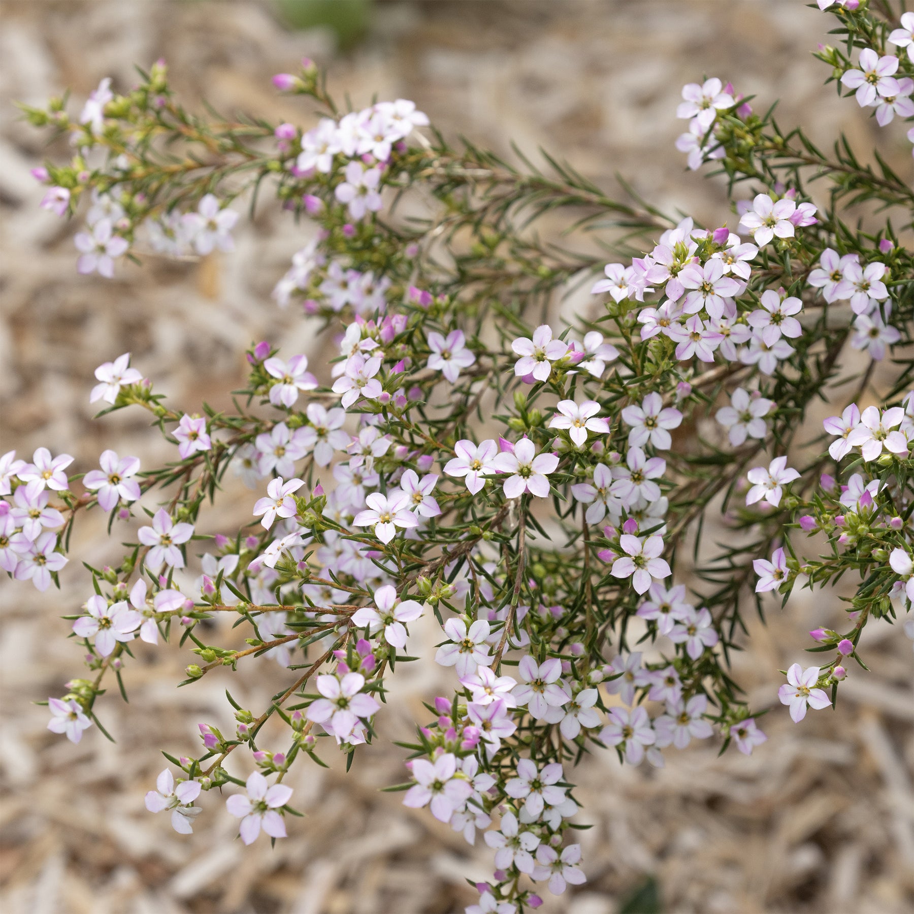 Diosma (Fischerpflanze) - Diosma hirsuta - Willemse