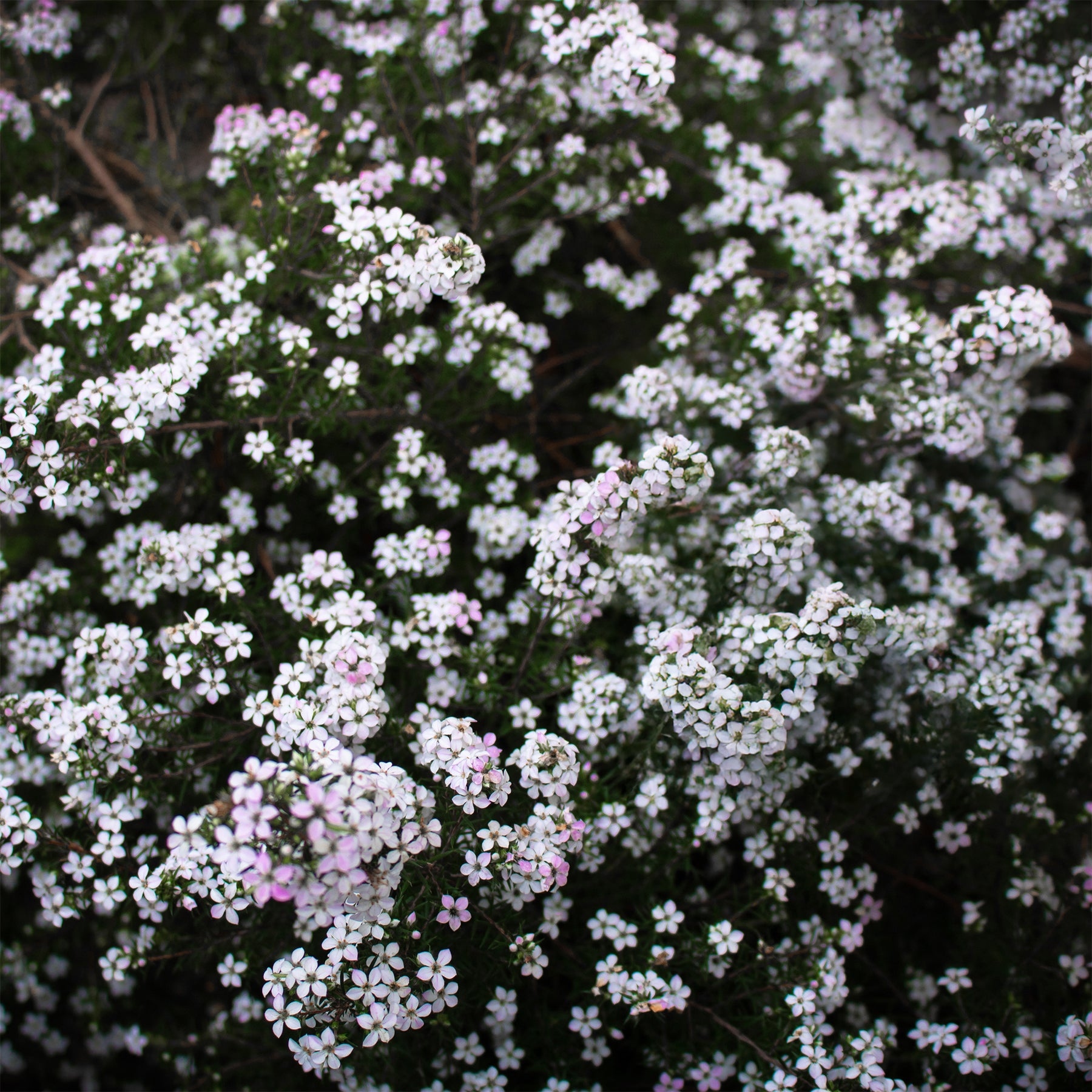 Diosma (Fischerpflanze) - Willemse