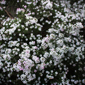 Diosma (Fischerpflanze) - Willemse