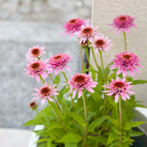 Purpur-Sonnenhut Butterfly Kisses - Echinacea purpurea Butterfly Kisses - Willemse