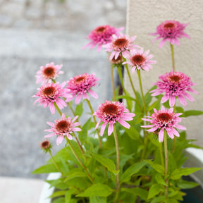 Purpur-Sonnenhut Butterfly Kisses - Echinacea purpurea Butterfly Kisses - Willemse