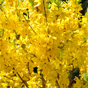 Forsythie Lynwood Gold - Forsythia x intermedia Lynwood Gold - Willemse