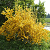 Forsythia x intermedia Lynwood Gold - Forsythie Lynwood Gold - Forsythia - Forsythie