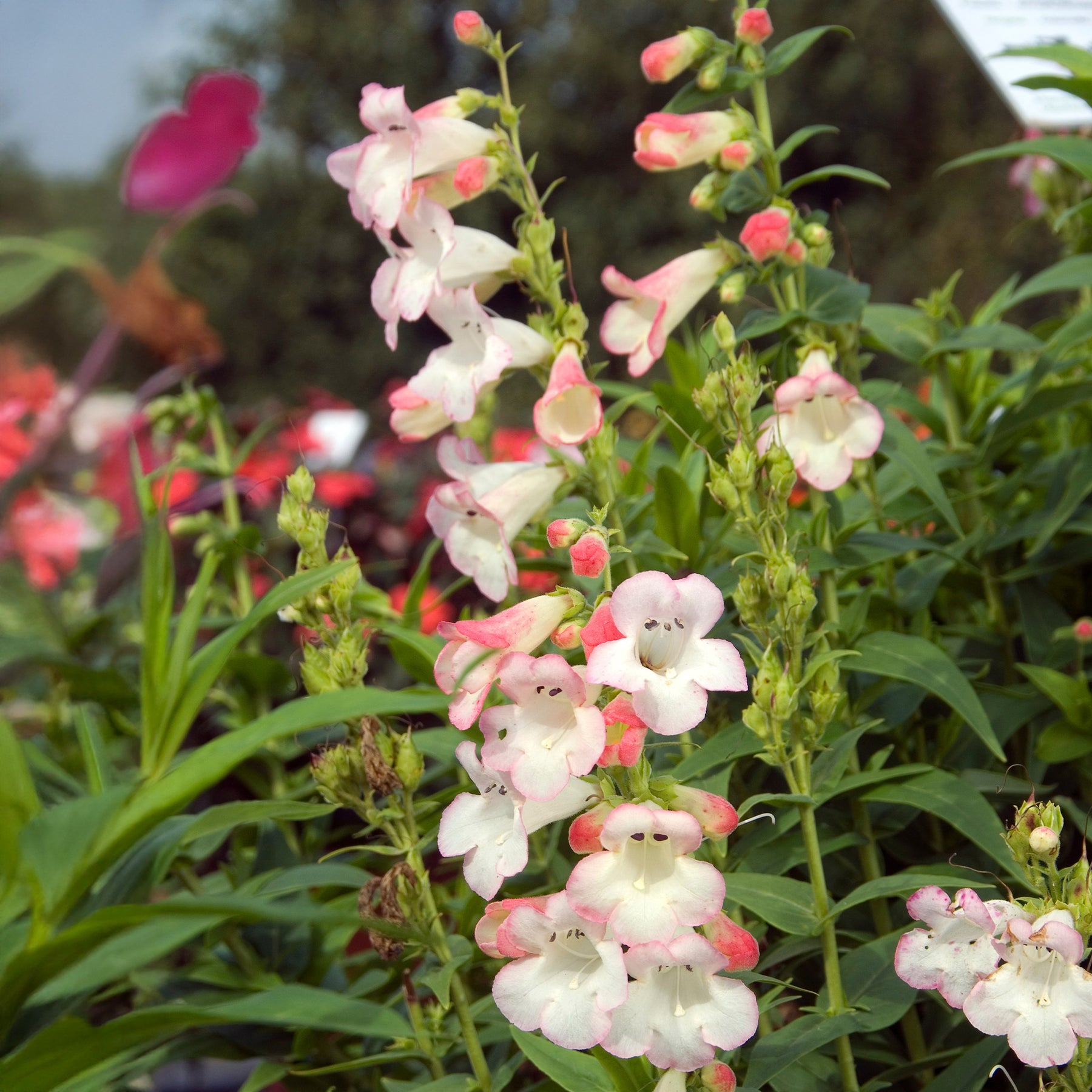 Penstemon Apple Blossom - Bartfaden Apple Blossom - Galane