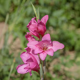 Gladiolus Dwarf Pink - 25 Zwerggladiolen rosa - Gladiole-Zwiebeln