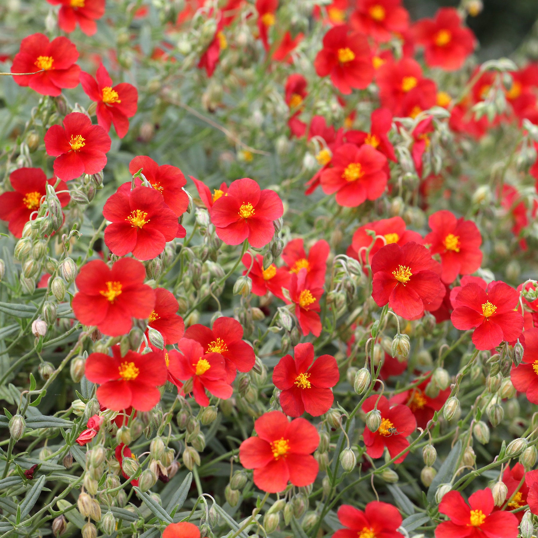 Sonnenröschen rot - Helianthemum red - Willemse