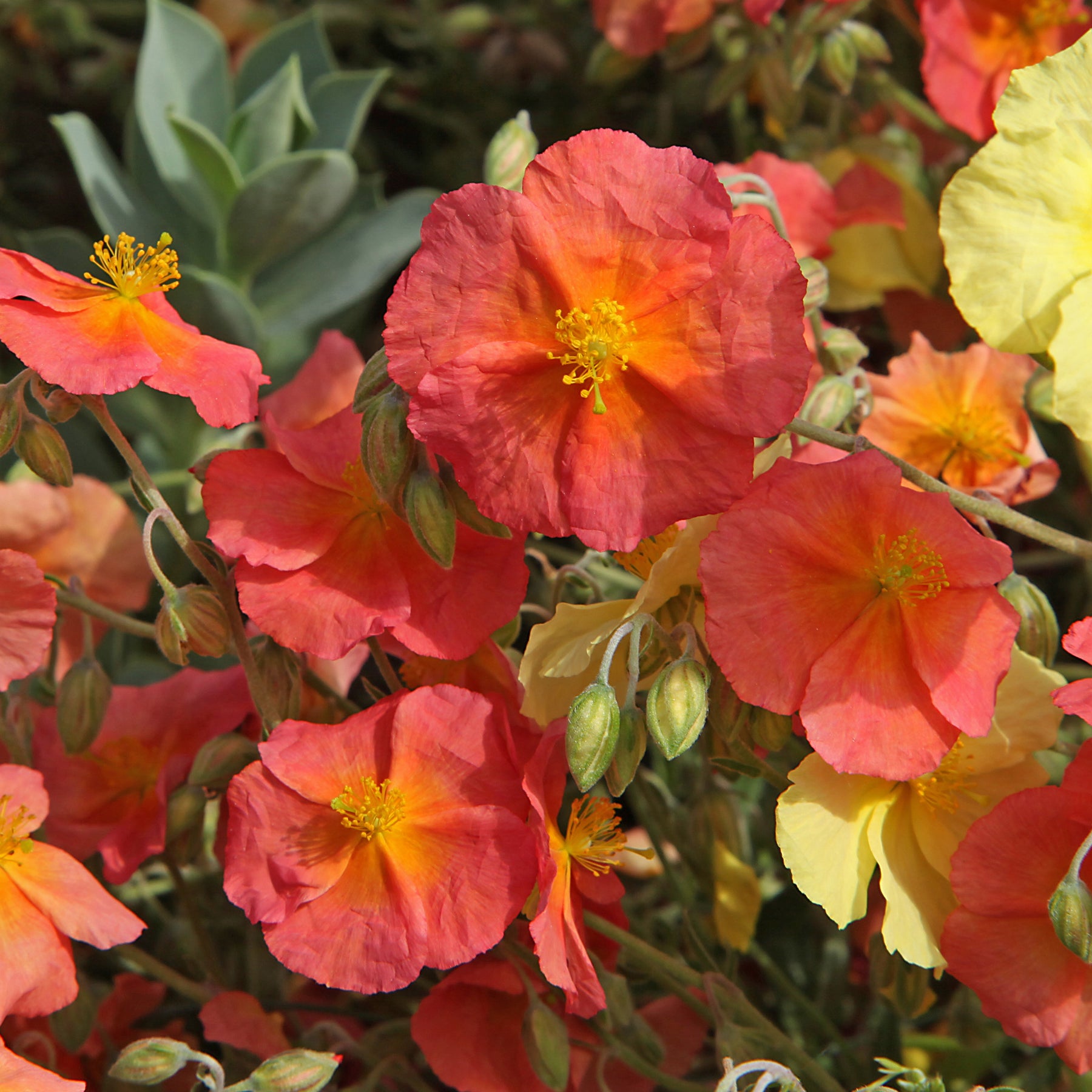 Helianthemum Tomato Red - Sonnenröschen ‘Tomato Red’ - Helianthemen