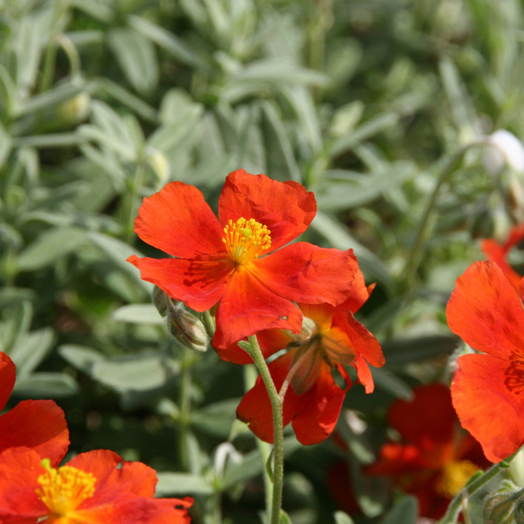 Sonnenröschen ‘Tomato Red’ - Helianthemum Tomato Red - Willemse