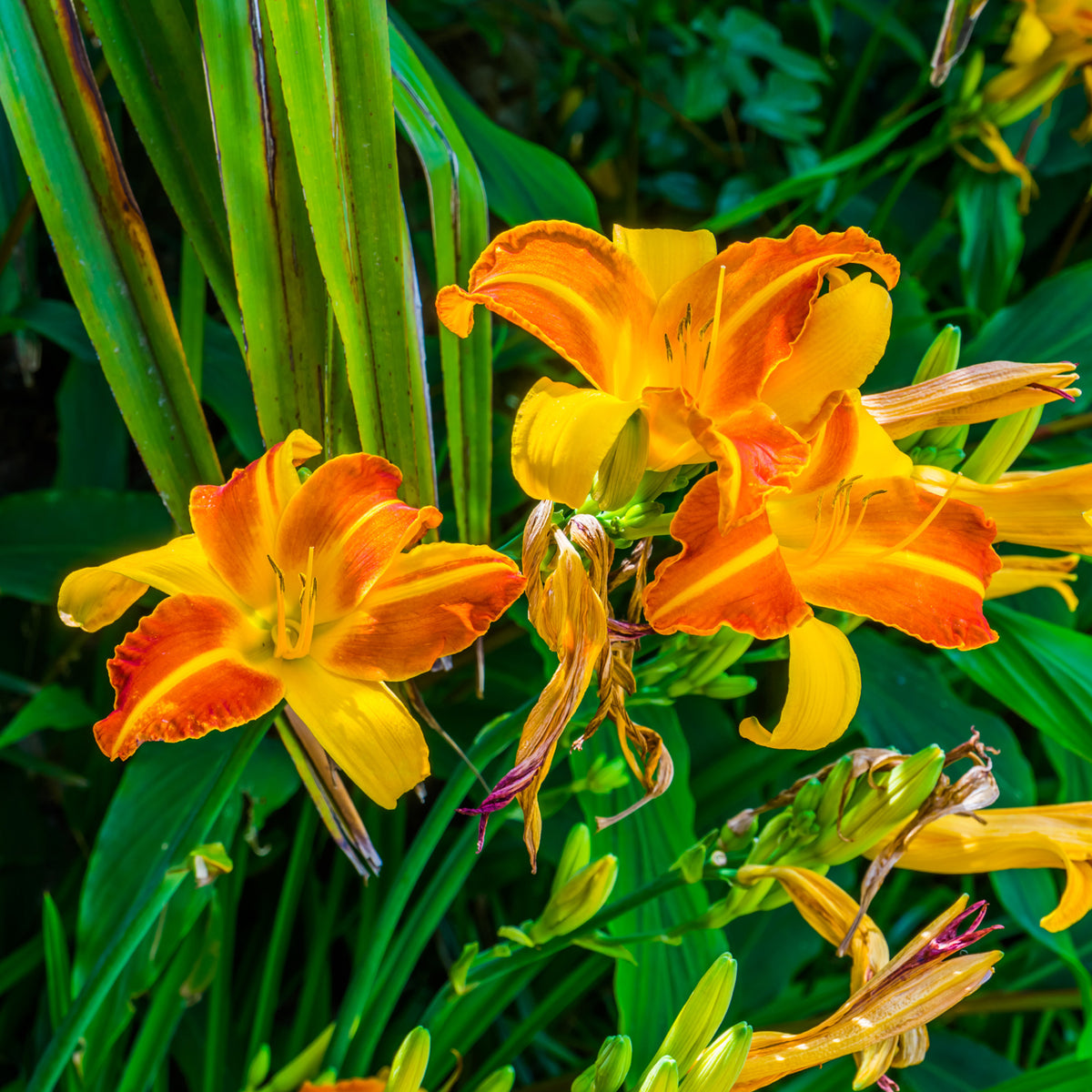 Hemerocallis Frans Hals - Taglilie Frans Hals - Hemerocallis - Taglilie