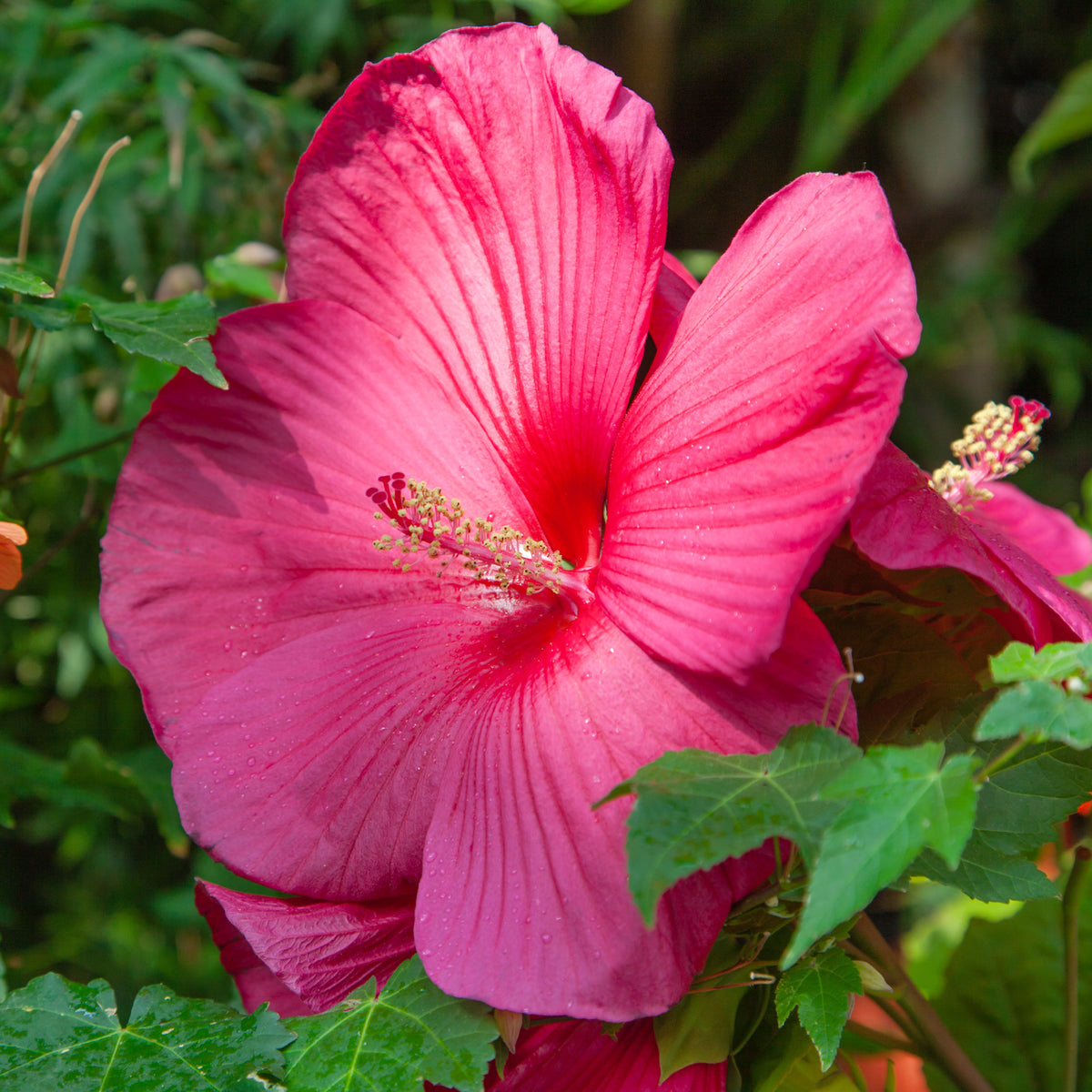 Hibiscus moscheutos - Sumpf-Hibiskus - Hibiskus