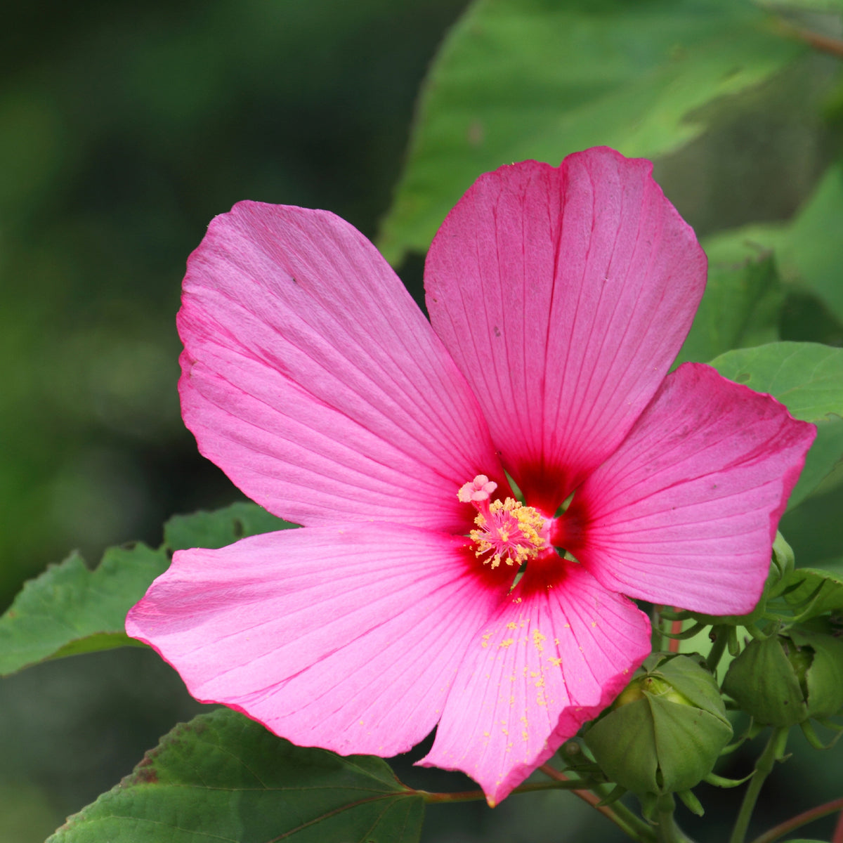 Sumpf-Hibiskus - Hibiscus moscheutos - Willemse