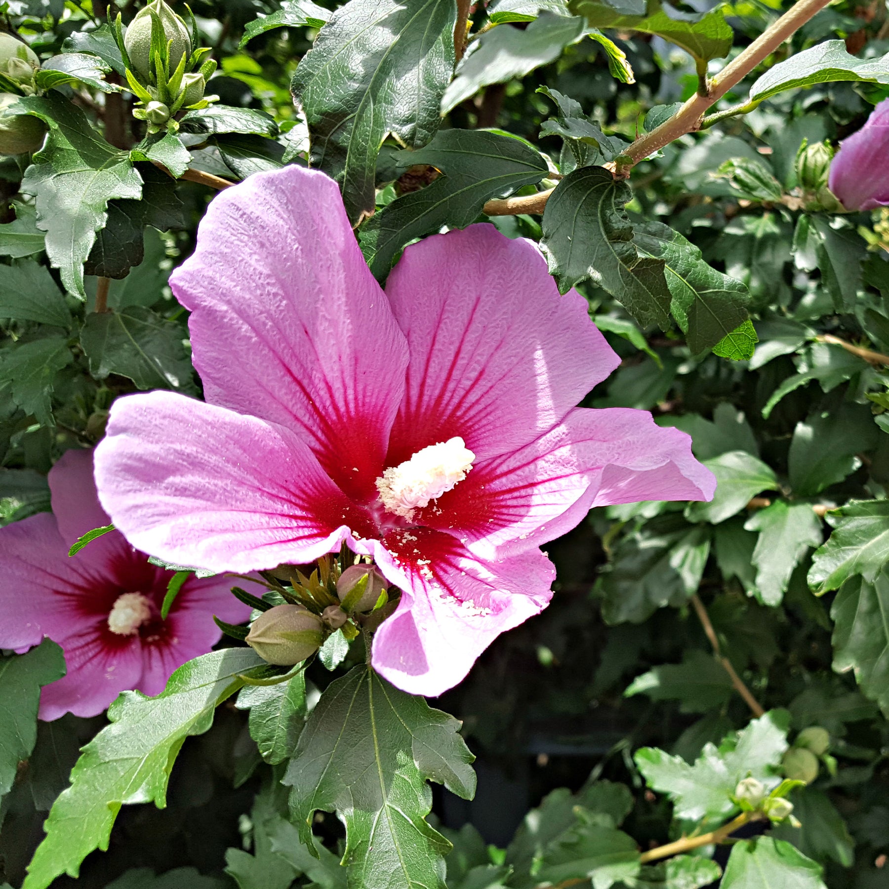 Hibiskus Flower Tower Purple® - Willemse