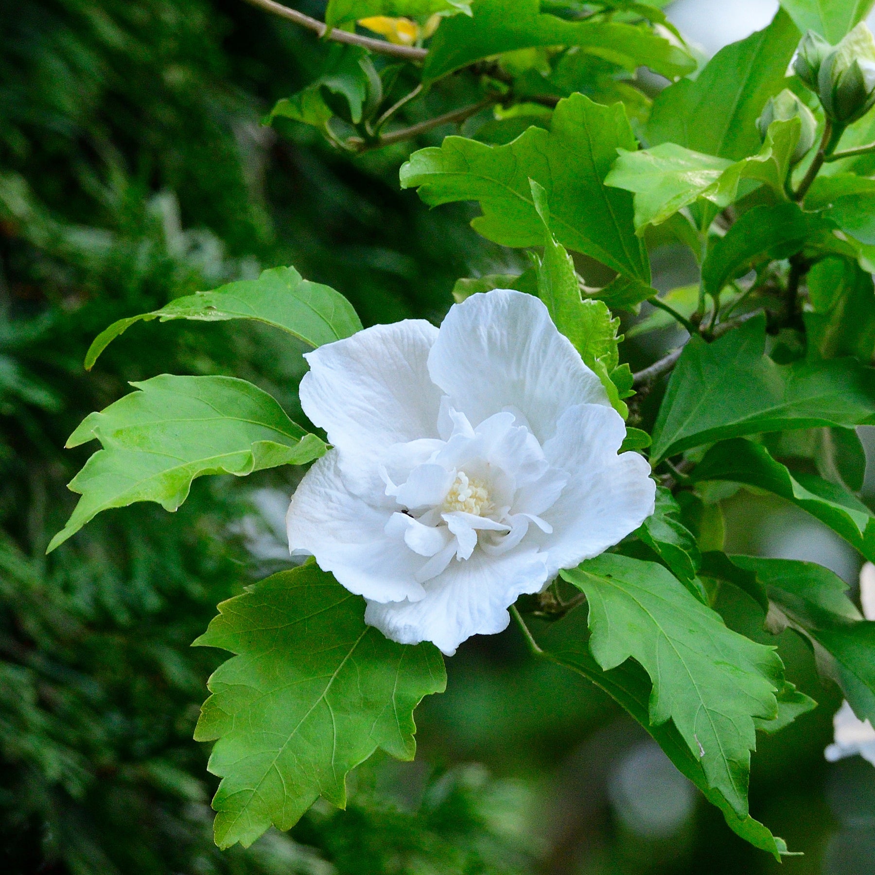 Hibiskus Flower Tower White® - Willemse