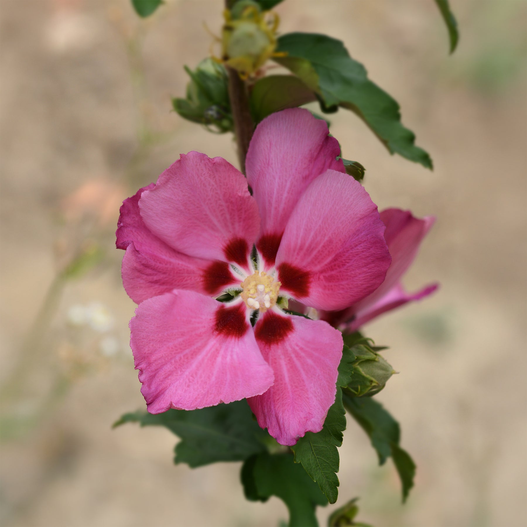 Hibiskus Woodbridge - Hibiscus syriacus Woodbridge - Willemse