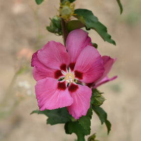 Hibiskus Woodbridge - Hibiscus syriacus Woodbridge - Willemse