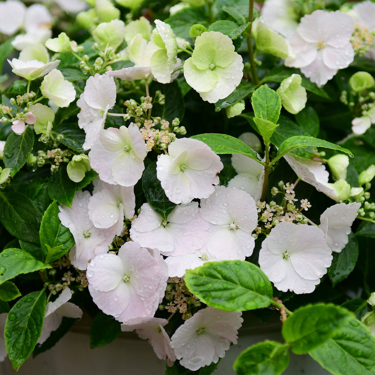 Hortensie Runaway Bride® Snow White - Willemse