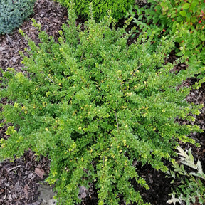 Stechpalme ‘Nana Hollybox’ - Willemse