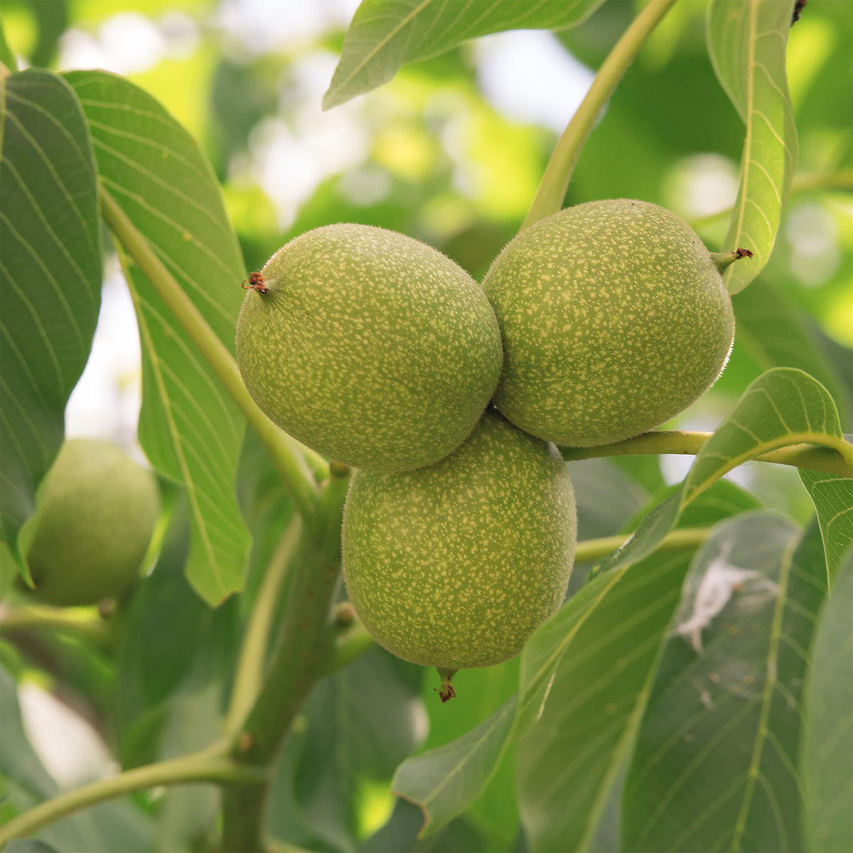 Gemeine Walnuss Chandler - Willemse