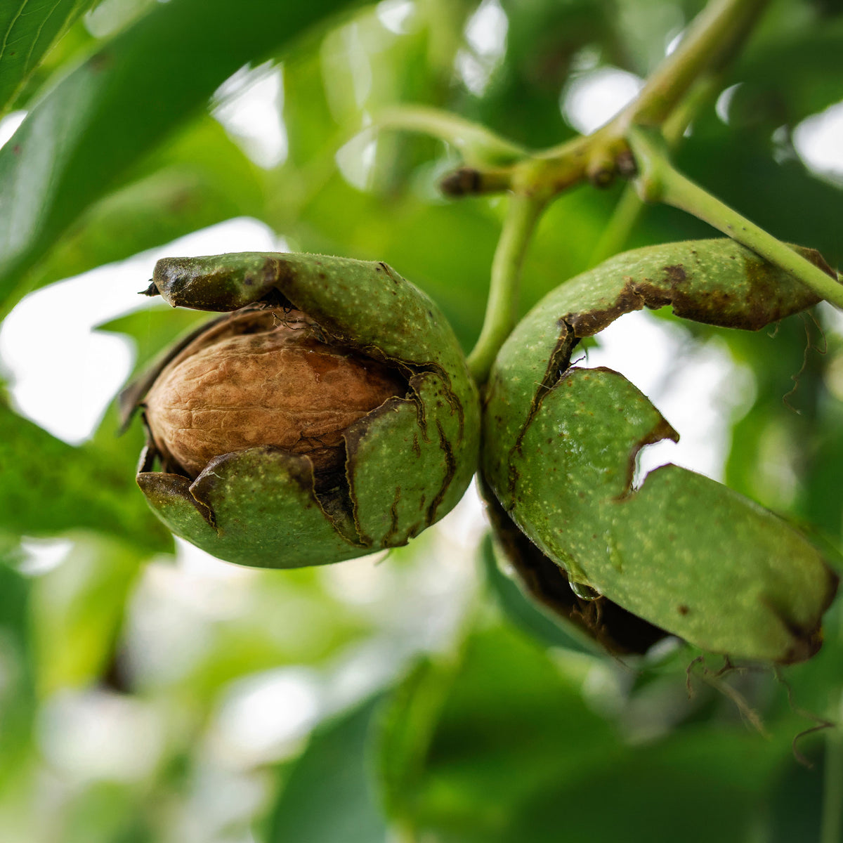 Walnuss ‘Chandler’ - Juglans regia Chandler - Willemse
