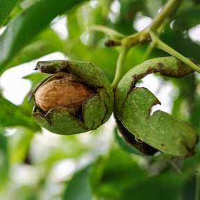 Walnuss ‘Chandler’ - Juglans regia Chandler - Willemse