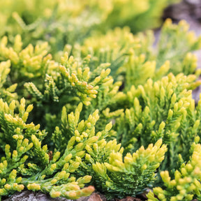 Kriech-Wacholder Golden Carpet - Juniperus horizontalis Golden Carpet - Willemse