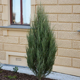 Virginischer Wacholder Blue Arrow - Willemse