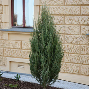 Virginischer Wacholder Blue Arrow - Willemse