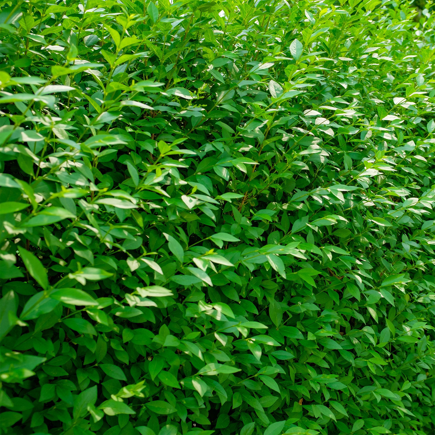 Gemeiner Liguster Atrovirens - Ligustrum vulgare Atrovirens - Willemse