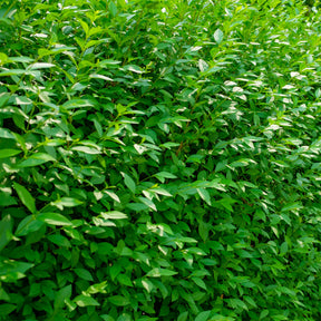 Gemeiner Liguster Atrovirens - Ligustrum vulgare Atrovirens - Willemse