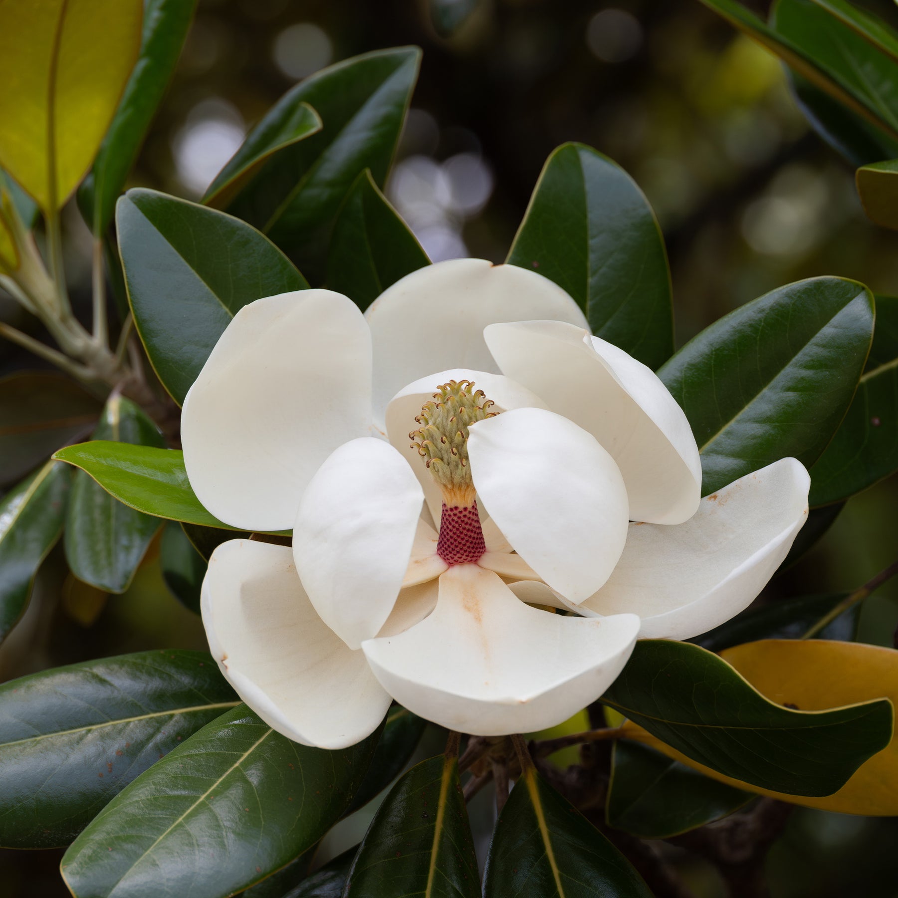 Großblütige Magnolie Alta - Magnolia grandiflora Alta - Willemse