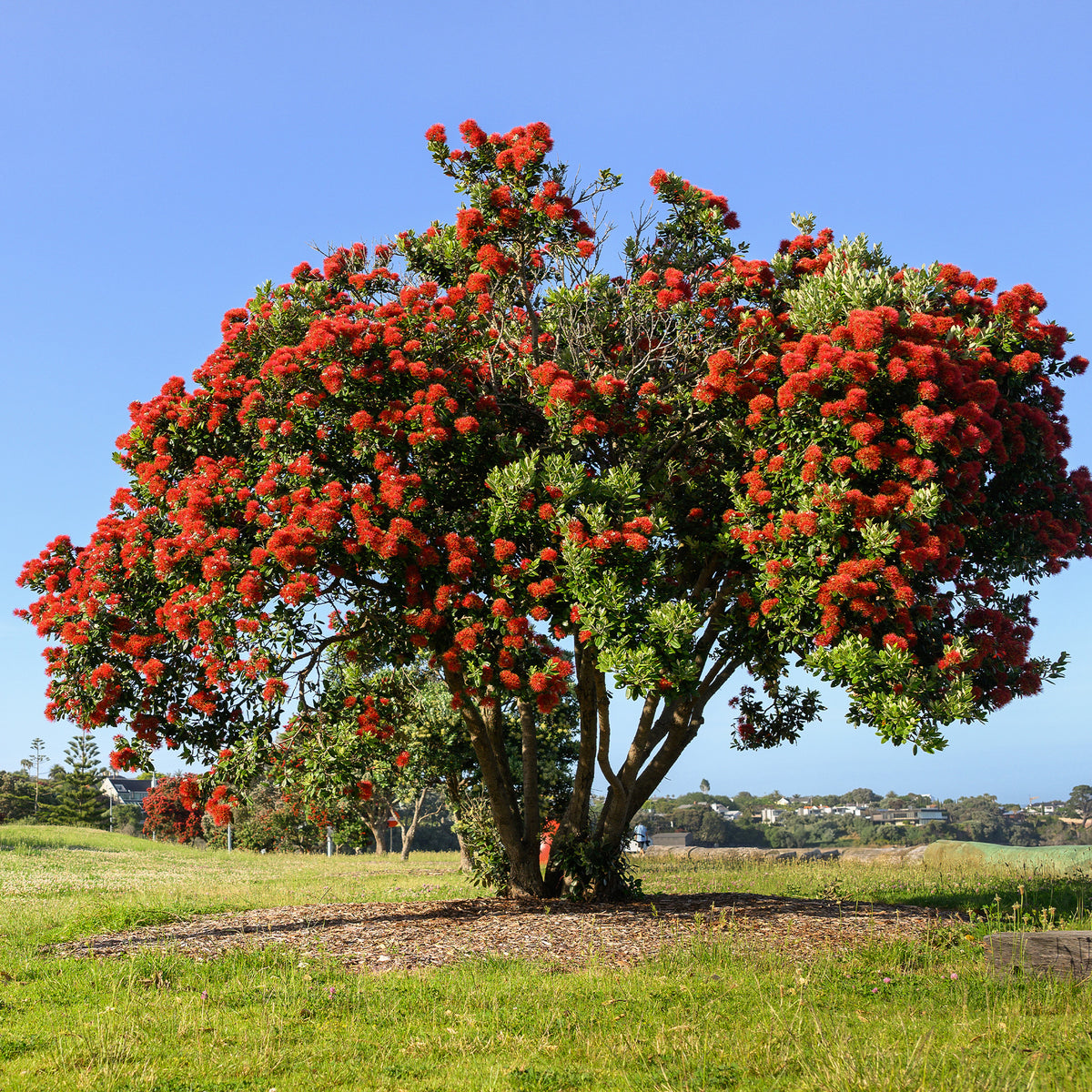 Metrosideros excelsa - Neuseeländischer Weihnachtsbaum - Blühende Bäume