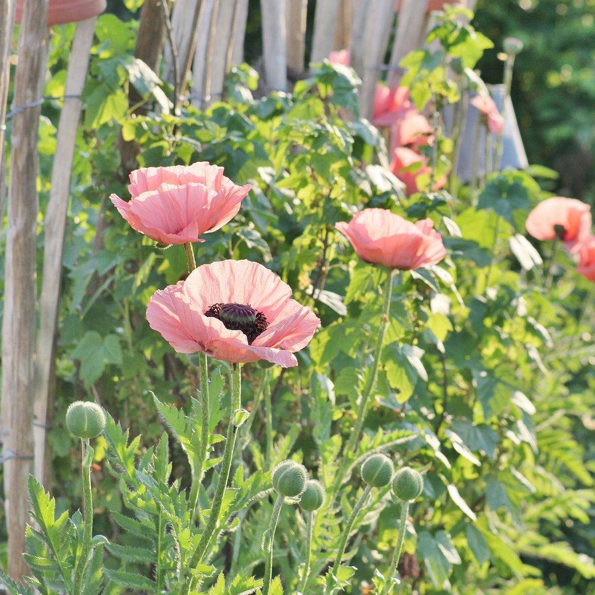 Orientalischer Mohn Princess Victoria Louise - Papaver orientale Princess Victoria Louise - Willemse