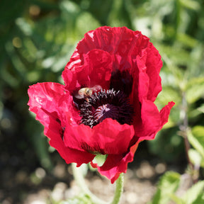 Orientalischer Mohn Royal Chocolate Distinction - Papaver orientale Royal Chocolate Distinction - Willemse