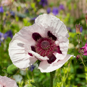 Orientalischer Mohn ‘Royal Wedding’ - Willemse