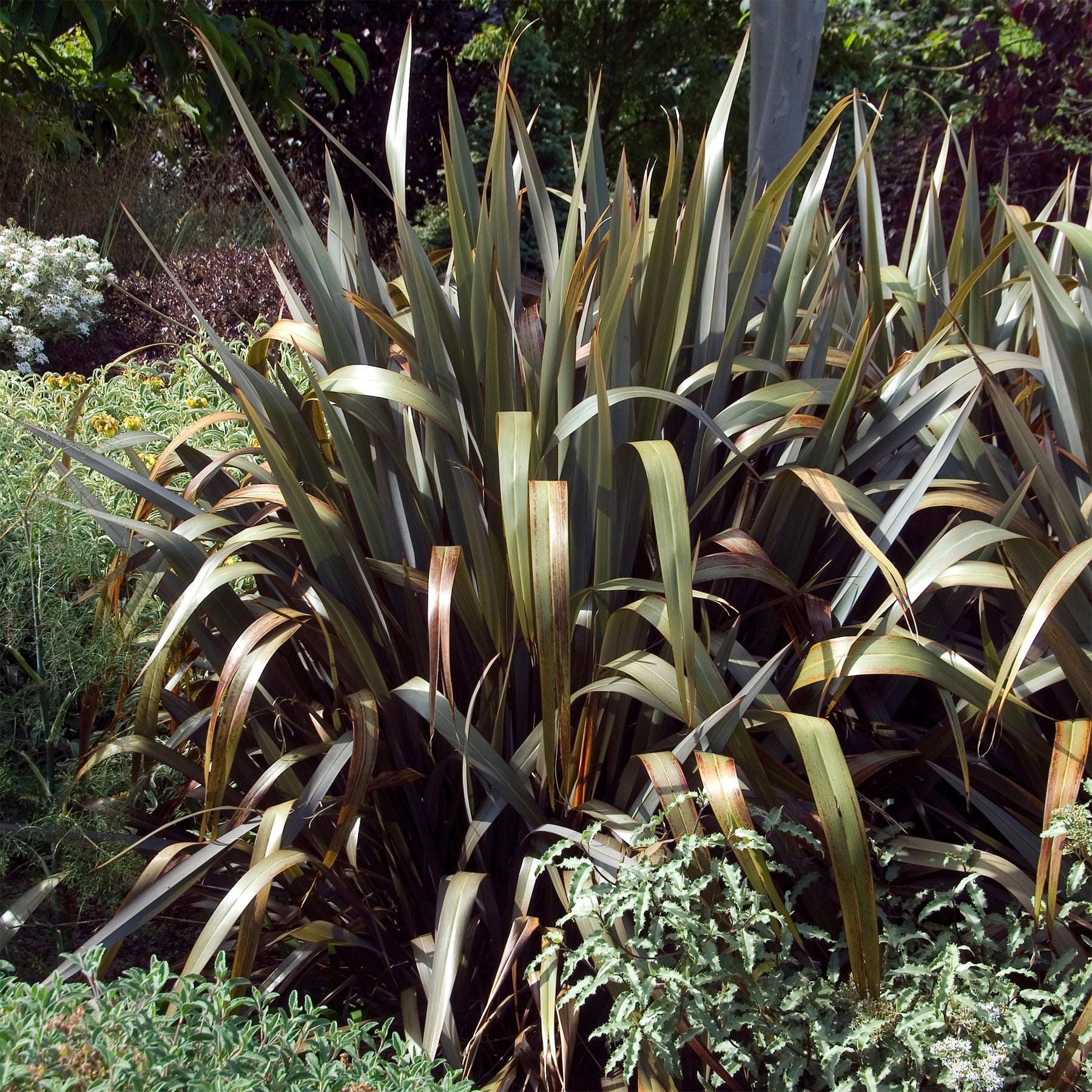 Neuseeländischer Flachs Bronze Baby - Phormium cookianum Bronze Baby - Willemse