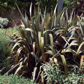 Neuseeländischer Flachs Bronze Baby - Phormium cookianum Bronze Baby - Willemse