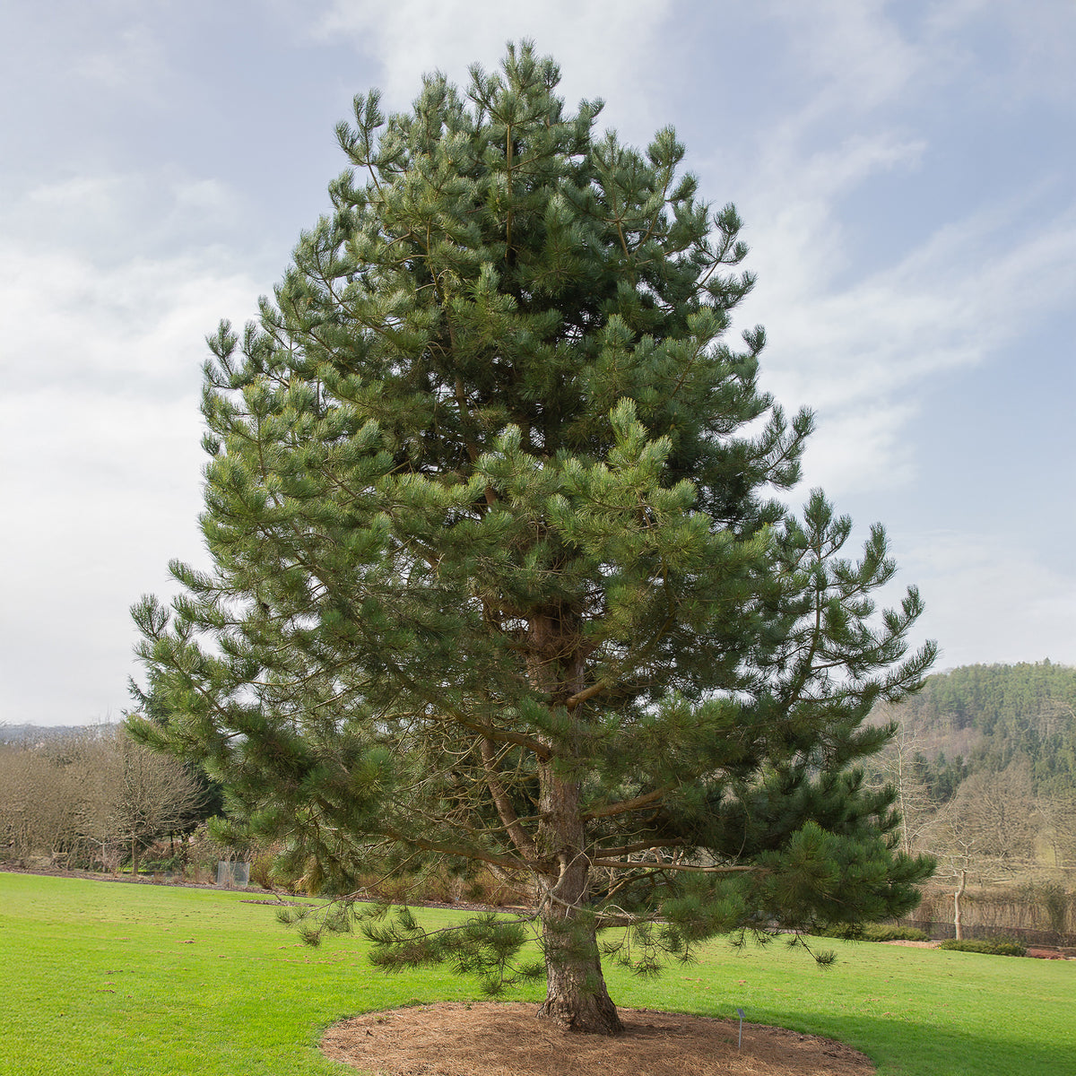Österreichische Schwarzkiefer - Willemse