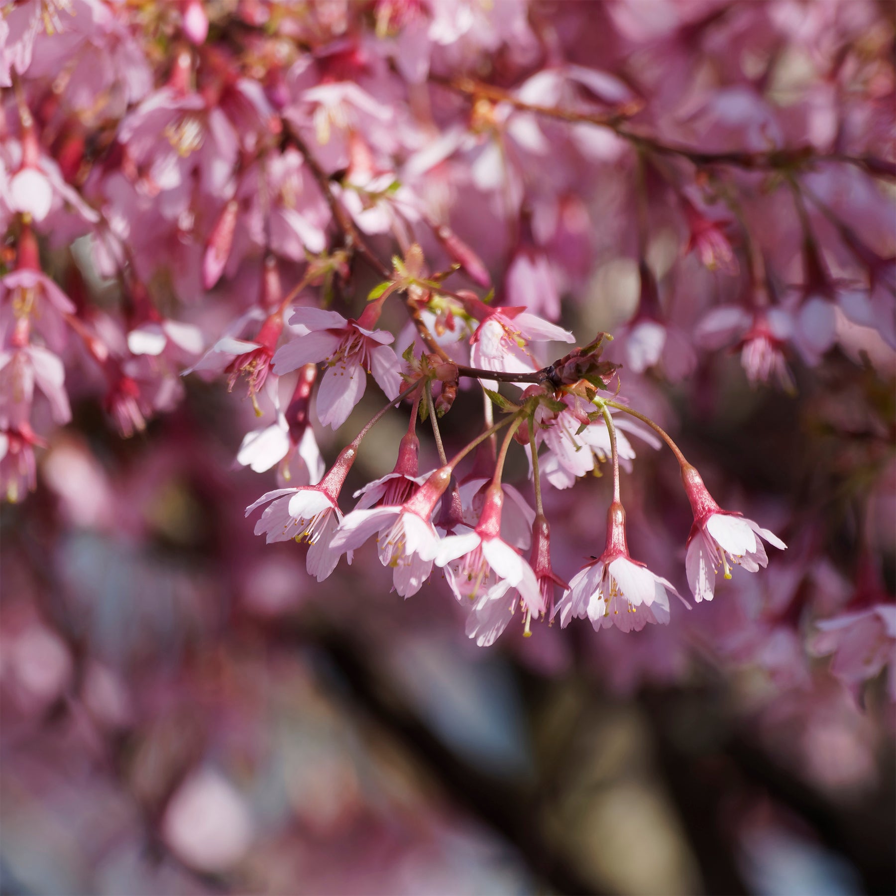 Zwerg-Japanische Zierkirsche Paean - Prunus incisa Paean - Willemse