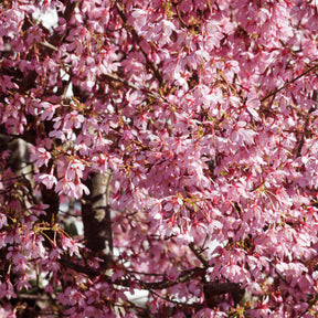 Prunus incisa Paean - Zwerg-Japanische Zierkirsche Paean - Japanische Kirschbäume - Prunus