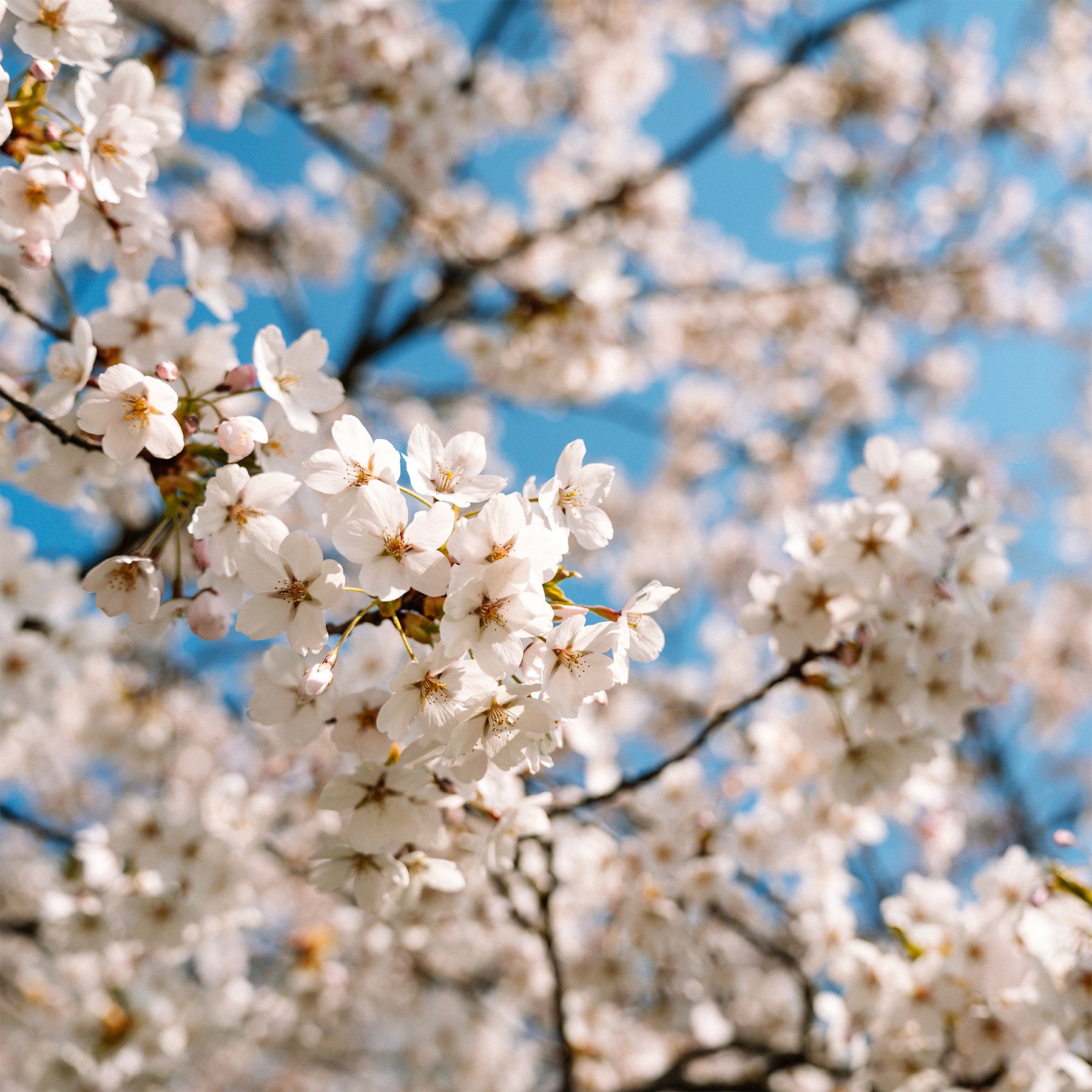 Japanische Zierkirsche Brillant - Prunus nipponica Brillant - Willemse