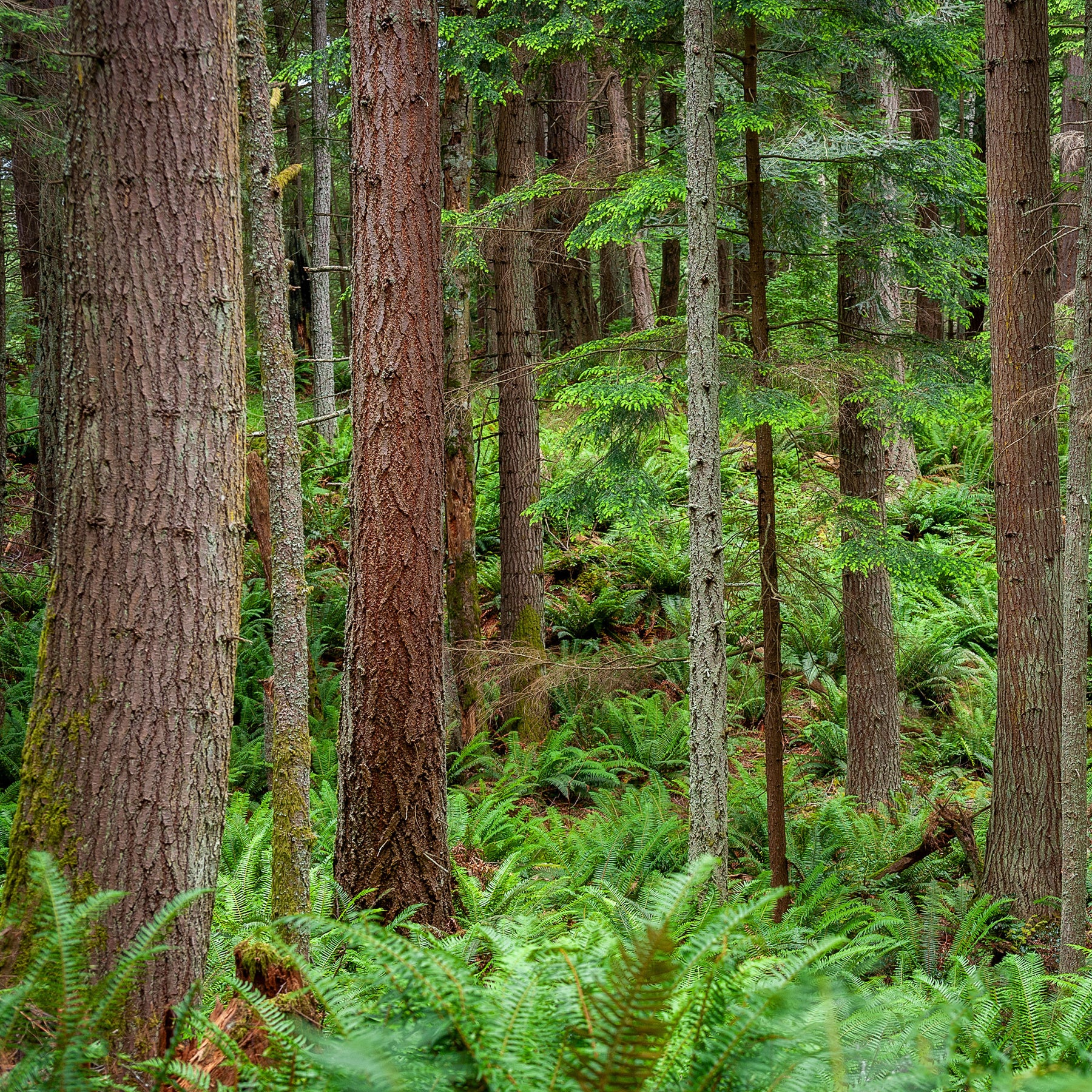 Verkauf Douglasie - Pseudotsuga menziesii